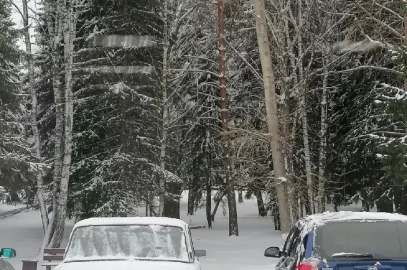 Леса снова надели зимнюю шубку