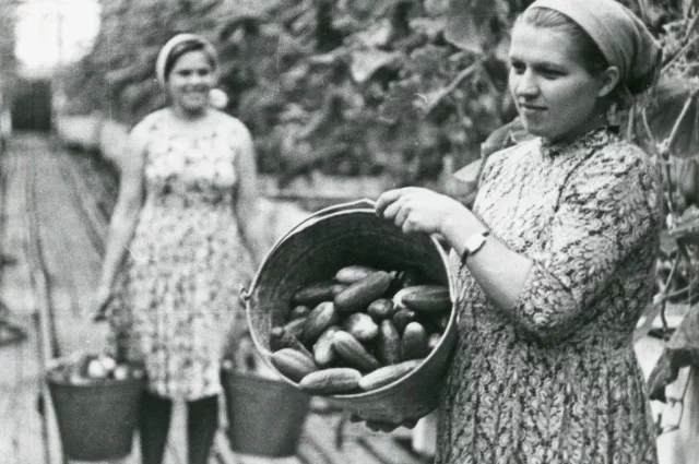Работницы совхоза «Тепличный» за сбором урожая огурцов. 12.10.1975 г.