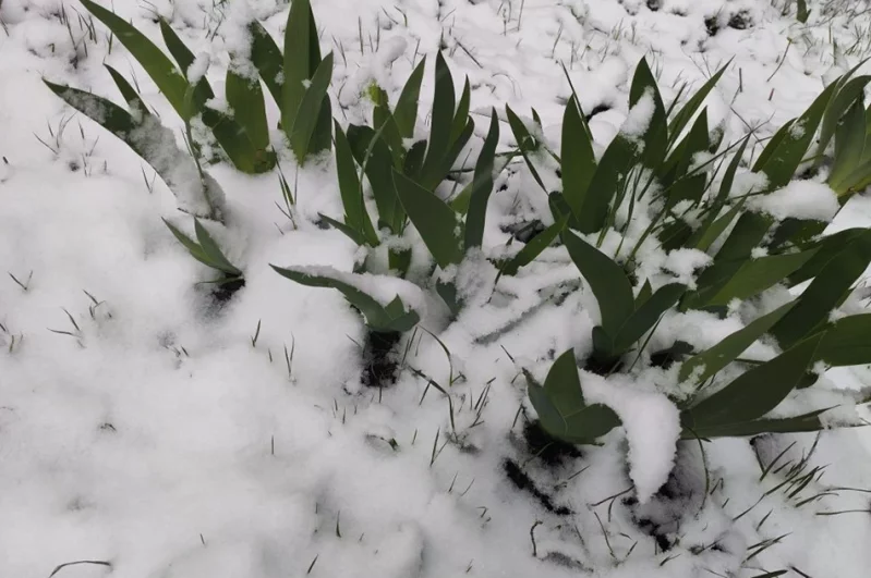 Дачники хватаются за голову: что теперь будет с их рассадой на грядках и клумбах?