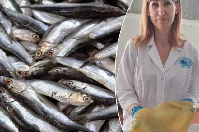 Хамса — главный промысловый вид рыбы в Азовском море, но из-за нашествия медуз он под угрозой.