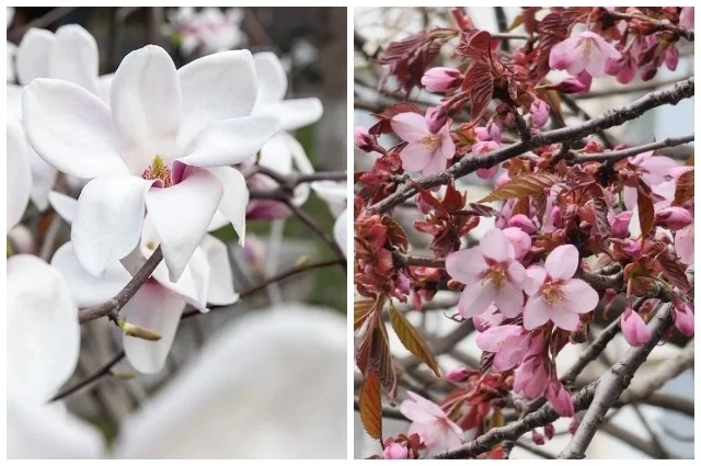 Магнолия и сакура к середине апреля уже показали бутоны.