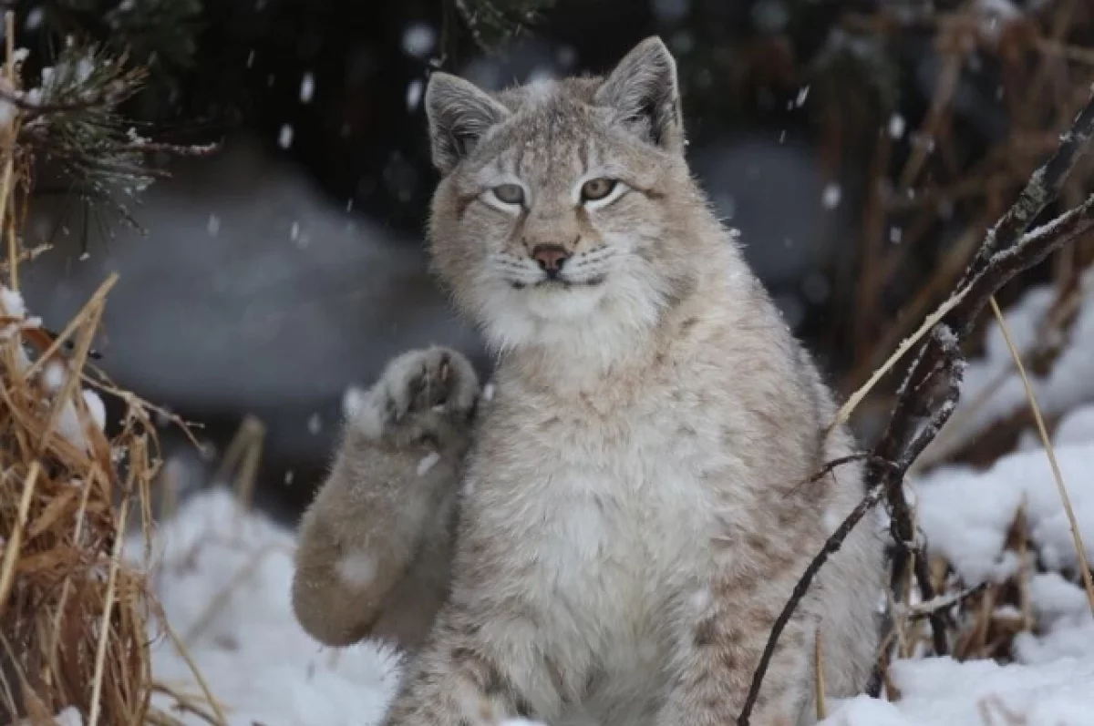 В США рысь напала на охотника по фамилии Бендер и едва не растерзала его