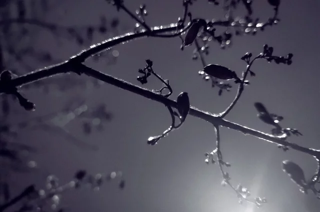 В Чебоксарах после снегопада дерево упало на крышу здания