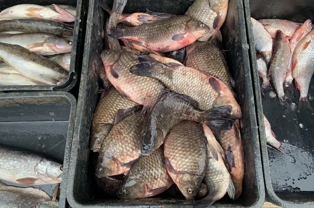 Карась - один из лидеров вылова рек Омской области