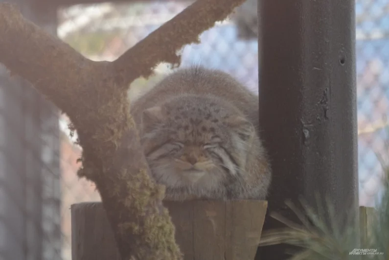 Сонный Борис нежится на весеннем солнышке.