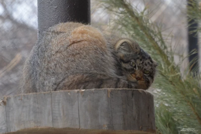Фирменный хмурый взгляд стал особенностью манула Бориса.