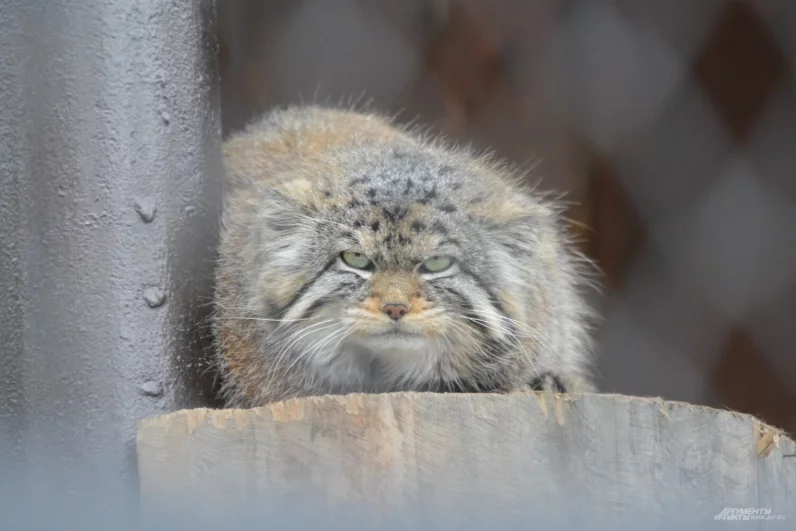 Борис не доволен капризами погоды.