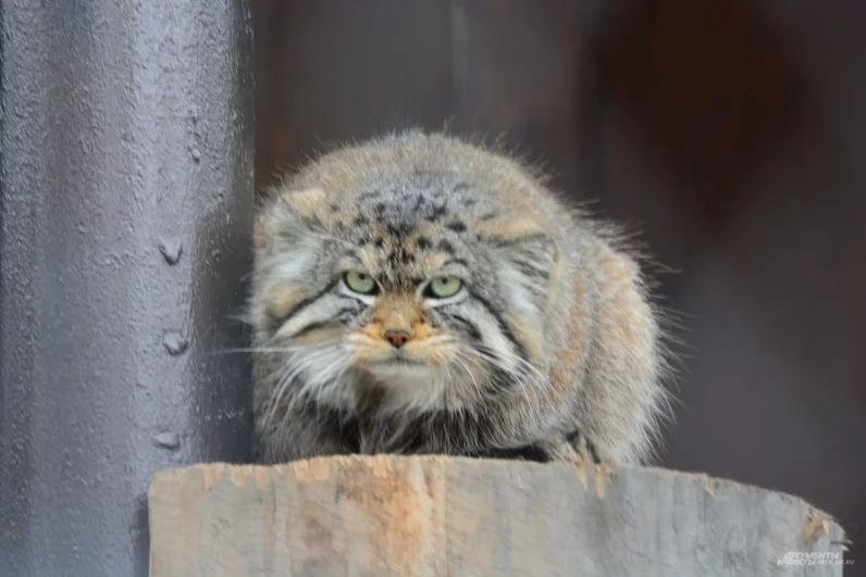 Манул Борис заметно похудел в процессе разжировки.
