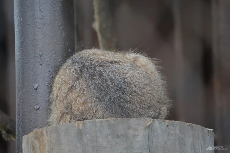 Порой дикий кот предпочитает спрятаться от назойливого внимания.