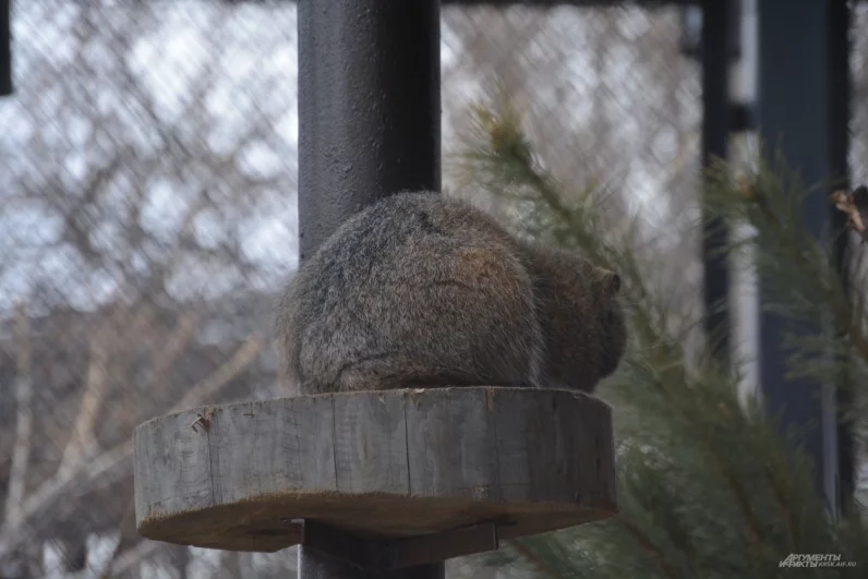 Не во все дни Борис готов показываться публике.