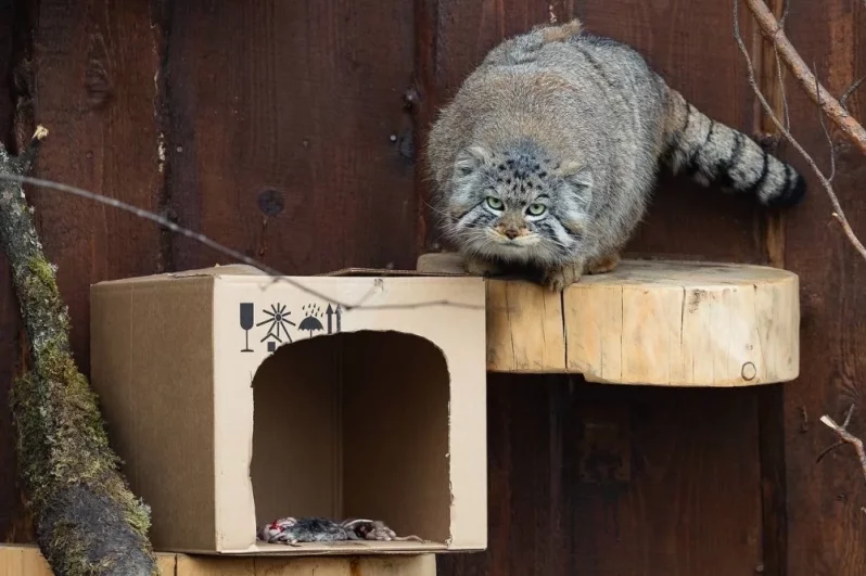  Но развлекался Борис с ней недолго.