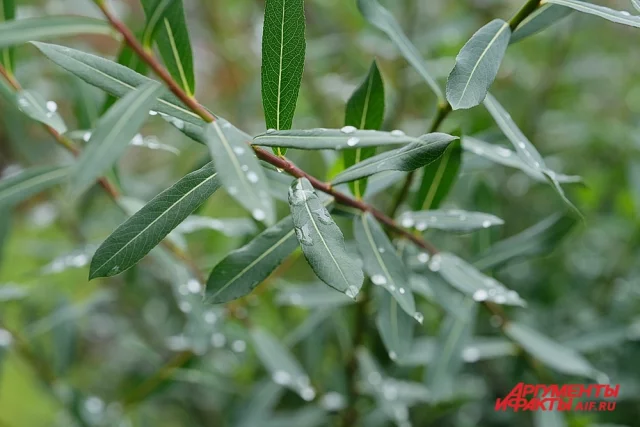 Сорняки могут уничтожить ваш урожай