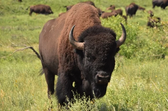 Современный вид рода Bison.