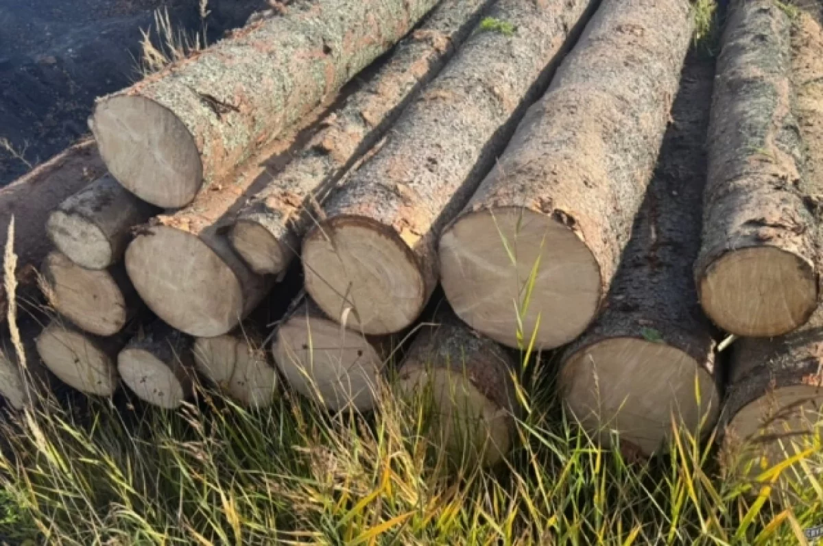 Природоохранная прокуратура взыскала 39 млн рублей за незаконную рубку леса