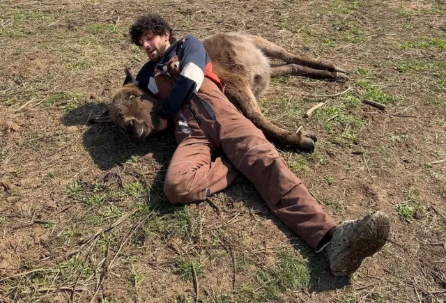 Тимур Далгатов почти всегда делает героями своих роликов домашних питомцев или фермерских зверей.