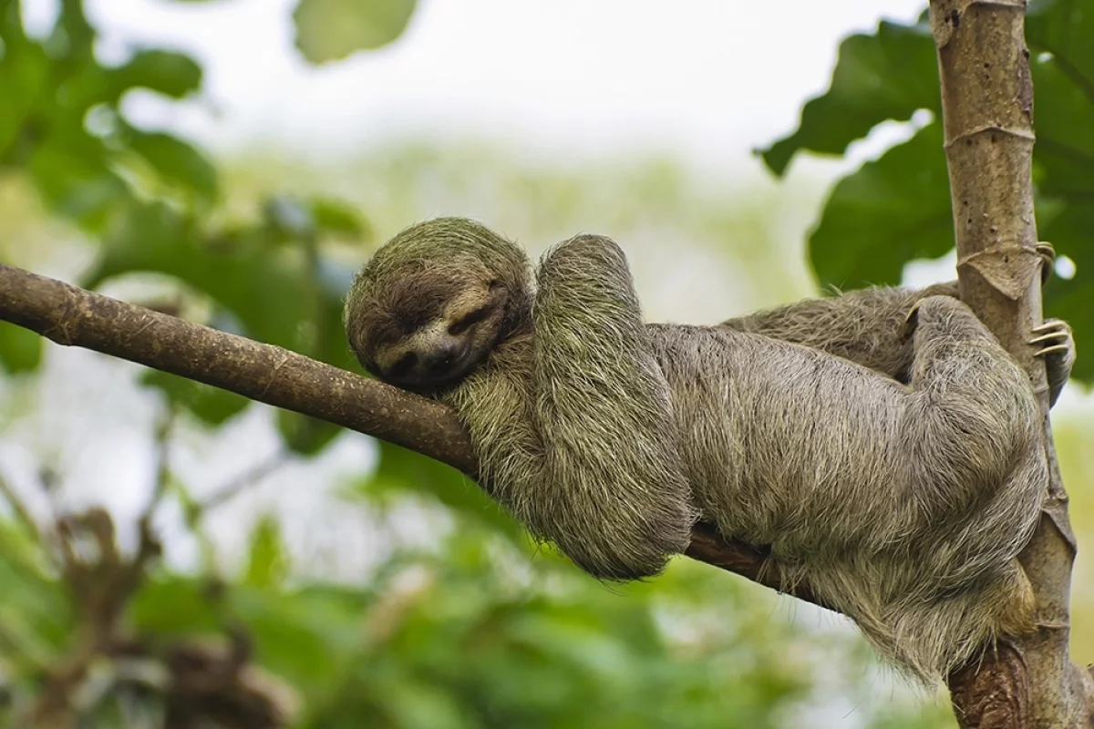 В США сообщили о гибели десятков ленивцев, отправленных из Гайаны и Перу