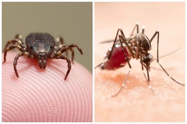 Как снегопад скажется на клещах и комарах?