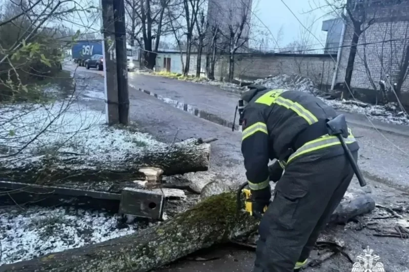 В Вышневолоцком округе распиливают упавшее дерево.