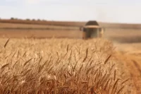 Фосфорные удобрения улучшают урожайность, влияя на развитие растений на всех этапах.