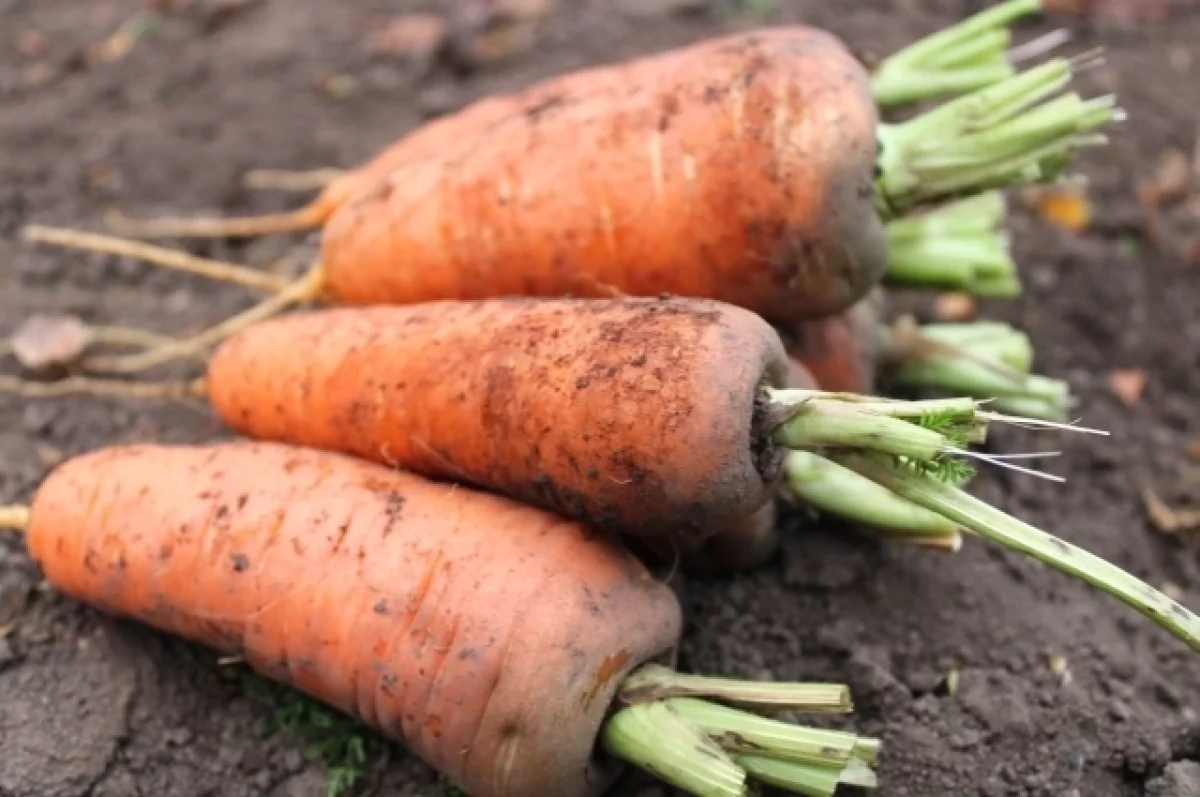 Садовод Самойлова объяснила, как вырастить удачный урожай моркови
