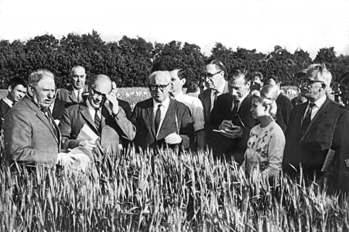 Чудо-колос. Новый сорт пшеницы русского агронома повлиял на судьбу мира