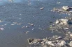 И летают над льдинами.