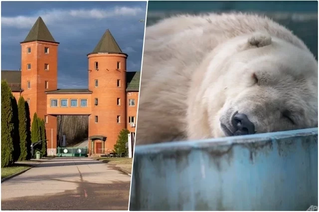 За воротами Центра воспроизводства редких видов животных отдыхает на заслуженной пенсии белая медведица Симона.