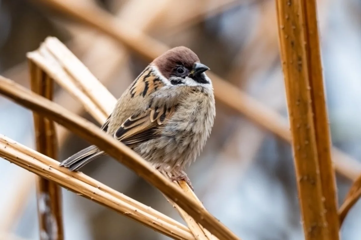 Ученые выяснили, что городские птицы боятся женщин больше, чем мужчин