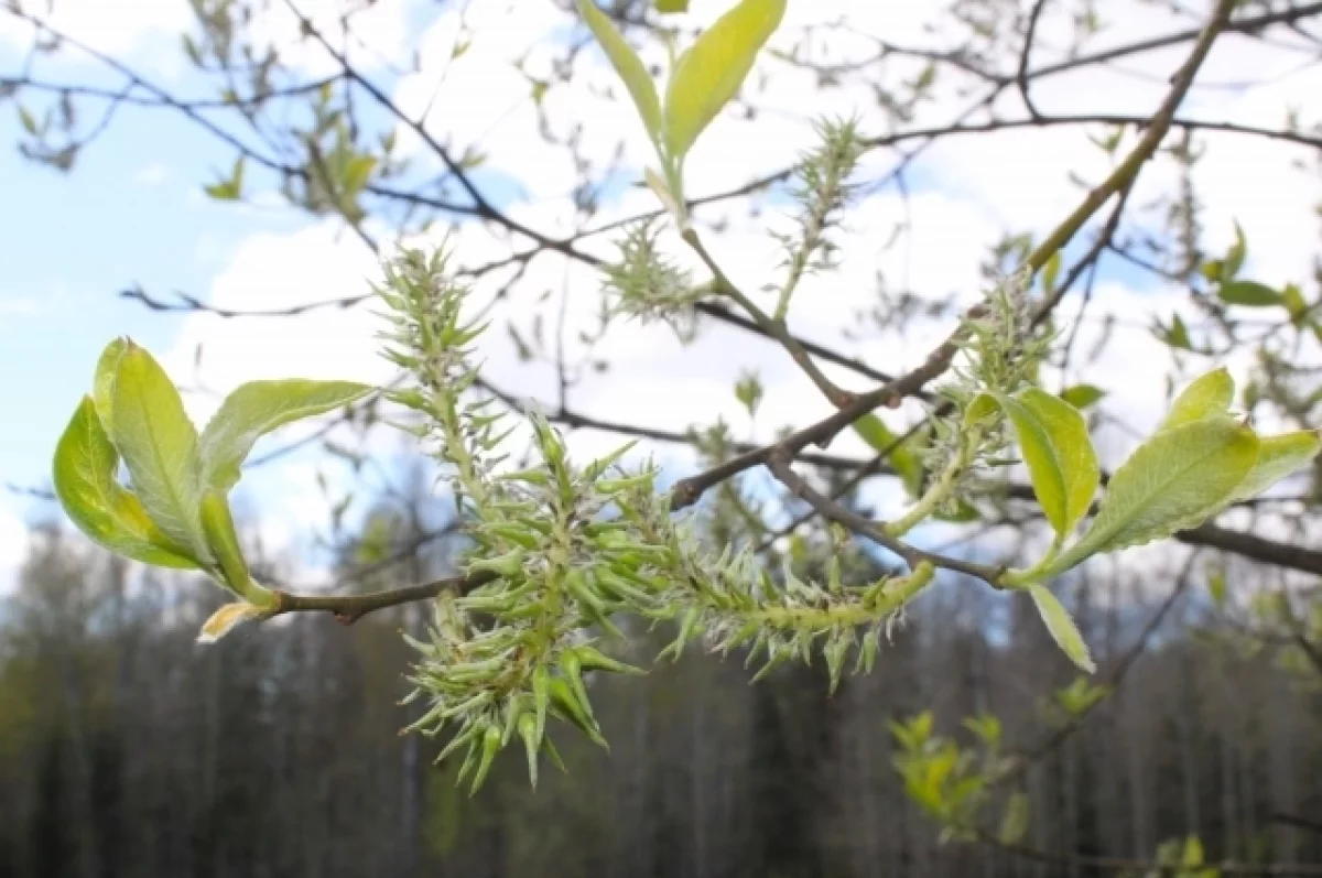 Синоптик Шувалов спрогнозировал резкие скачки погоды в России в будущем