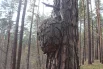 «Беременная» сосна. Хотя на самом деле сложно определить, что с ней случилось. Эксперты считают, что это могло произойти из-за раны или мутации. 