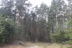 Сказочная лесная тропа соединяет две деревни в Клепиковском районе. 