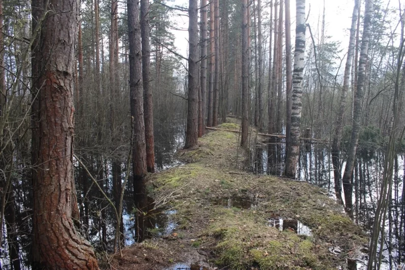Рядом с дорогами раньше пытались строить дамбы, чтобы вода во время половодья не подходила к трассам. Этой весной дамба не справилась со стихией. 