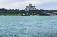 На восемнадцатый день реабилитации Споти уверенно и без промедлений уплыл в открытое море!