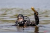 Водолазы Московской городской поисково-спасательной службы на водных объектах 6 мая обследовали акваторию Москвы-реки: искали и убирали мусор перед пляжным сезоном.