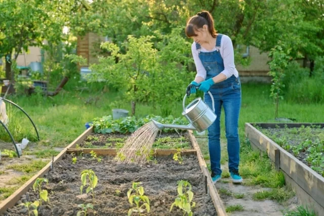 Даже при необходимости полива важно учитывать по­требности конкретных культур, а не ориентироваться «на глаз».