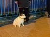 Кто-то пришел в компании с собачкой.