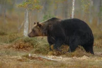 Новое издание Красной книги Татарстана выходит впервые за почти десять лет — предыдущее увидело свет в 2016-м, а теперь книга впервые появится и на татарском языке.
