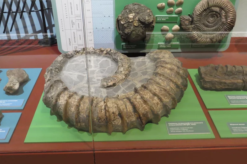 Раковина доисторического моллюска. 