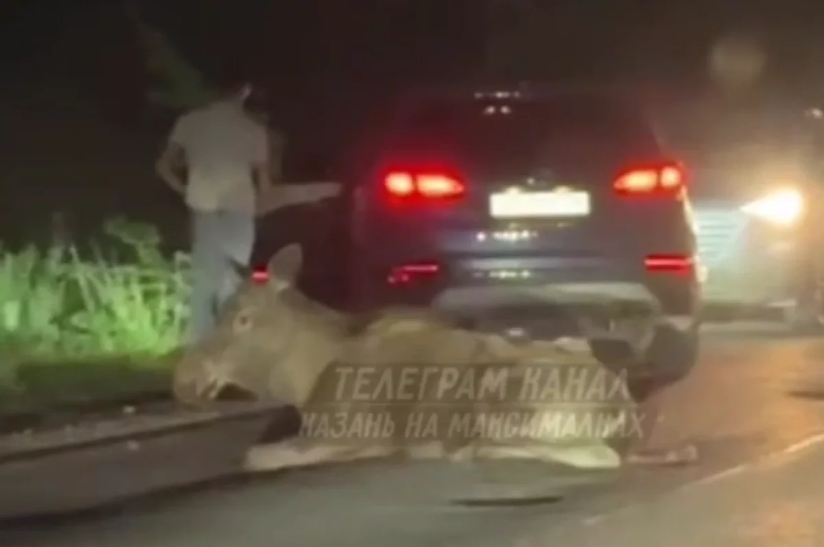 Под Казанью сбили лося
