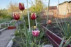 Самый красивый урожай — тот, который не нужно солить и варить. Просто любоваться!