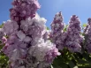 Сирень цветёт — значит, дачное счастье наступило.