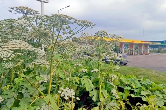Борщевик вплотную подобрался к городу.