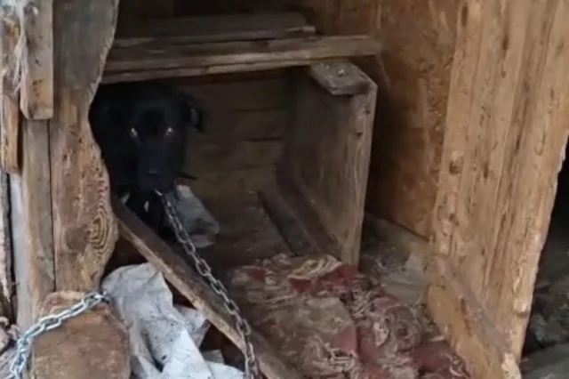 За собаками никто не ухаживал.