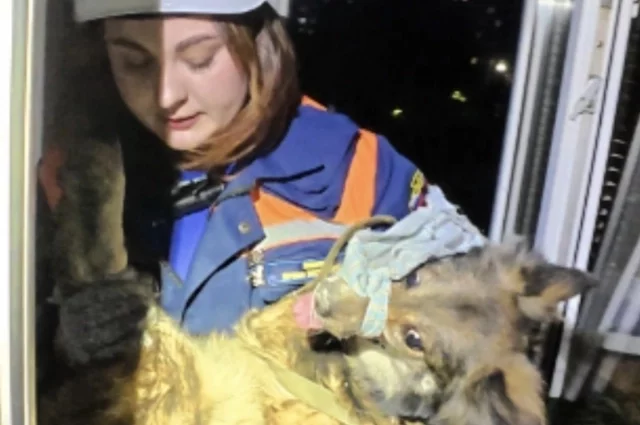 Собака Аля выжила в разгромленной квартире – она забилась под ванну и провела без еды и воды десять дней. 