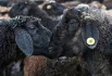 Продажа жертвенных животных после утренней молитвы по случаю праздника Курбан-байрам у мечети аль-Марджани в Старо-Татарской слободе Казани.