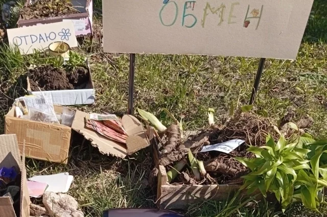 Ассортимент обмена растениями непредсказуем, и от этого азарт только выше.
