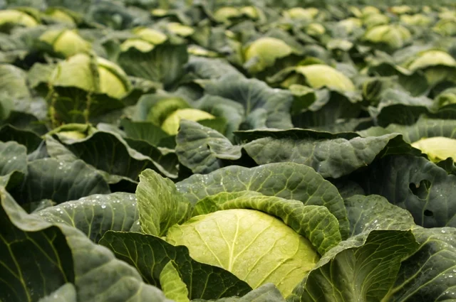 В июне уже сеют капусту