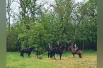За пределами павильонов с едой выступили всадники.