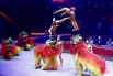 Китайские мастера акробатики удивляли зрителей трюками, которые кажутся за гранью человеческих возможностей.