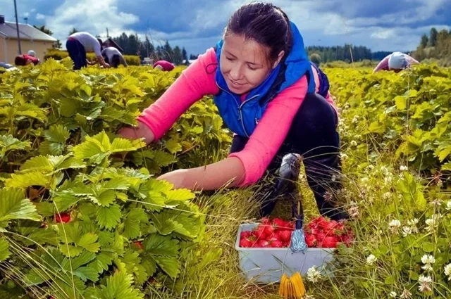 Традиционно порядка 90% занятых в ягодном секторе работников были приезжими.